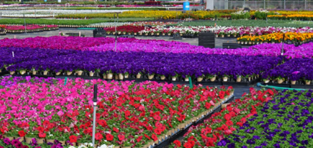 a close up of a flower garden in front of a building