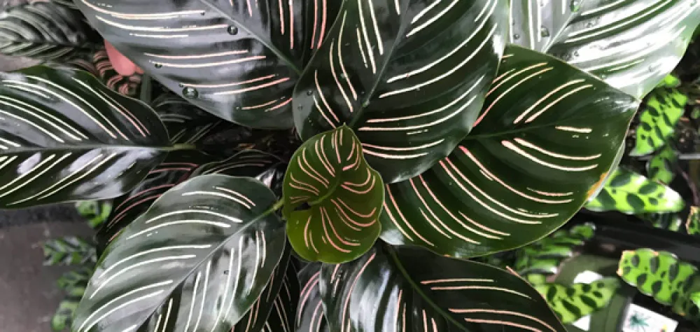 a close up of a plant