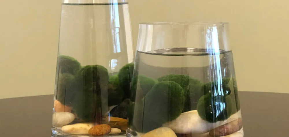 a glass of wine on a table