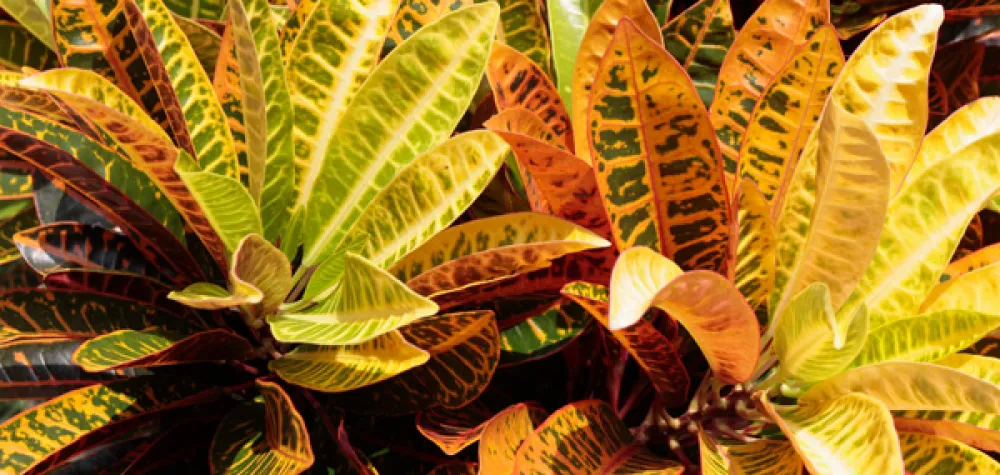 a group of palm trees