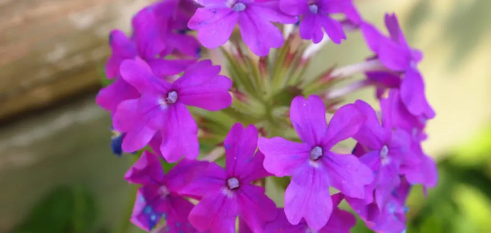 a blue and white text