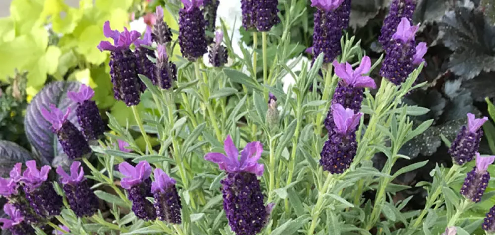 a close up of a purple flower