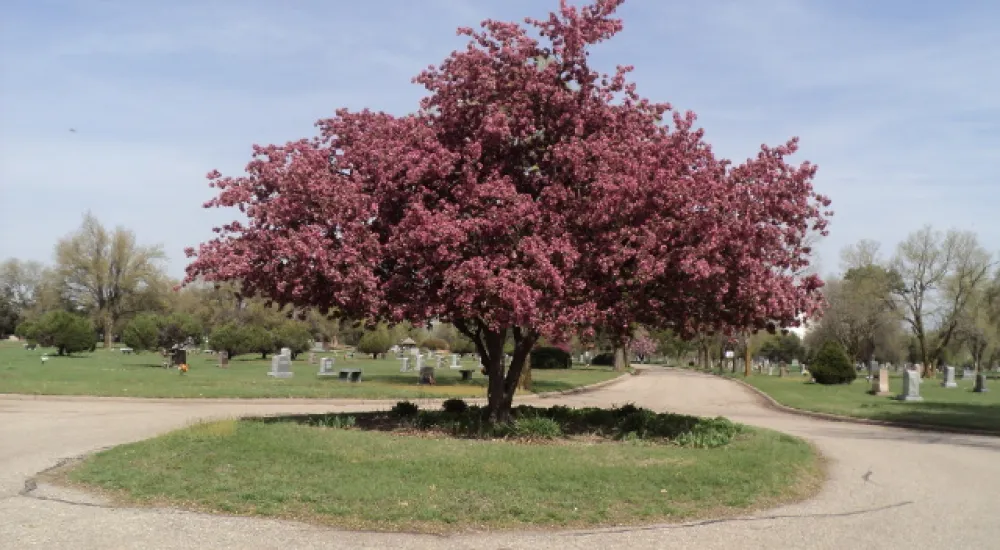 a tree with pink flowers
