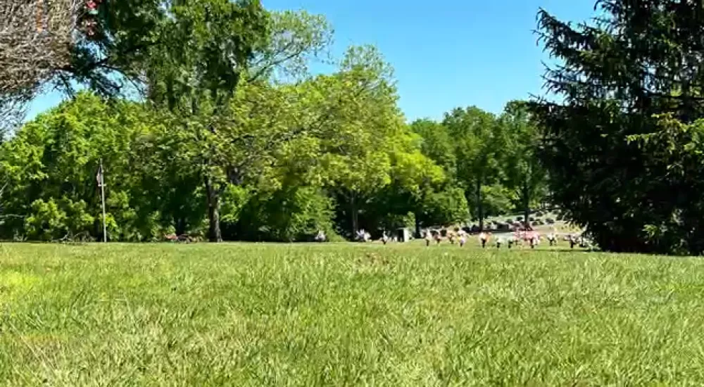 a group of animals in a field