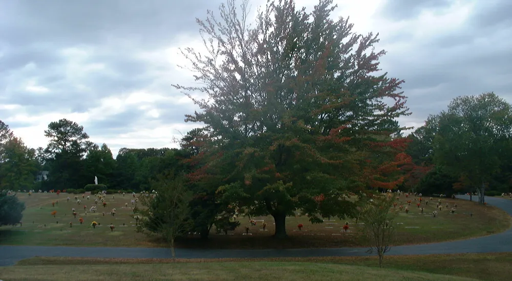 a tree in a field
