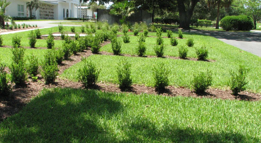 a close up of a garden