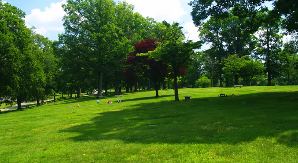 a grassy field with trees