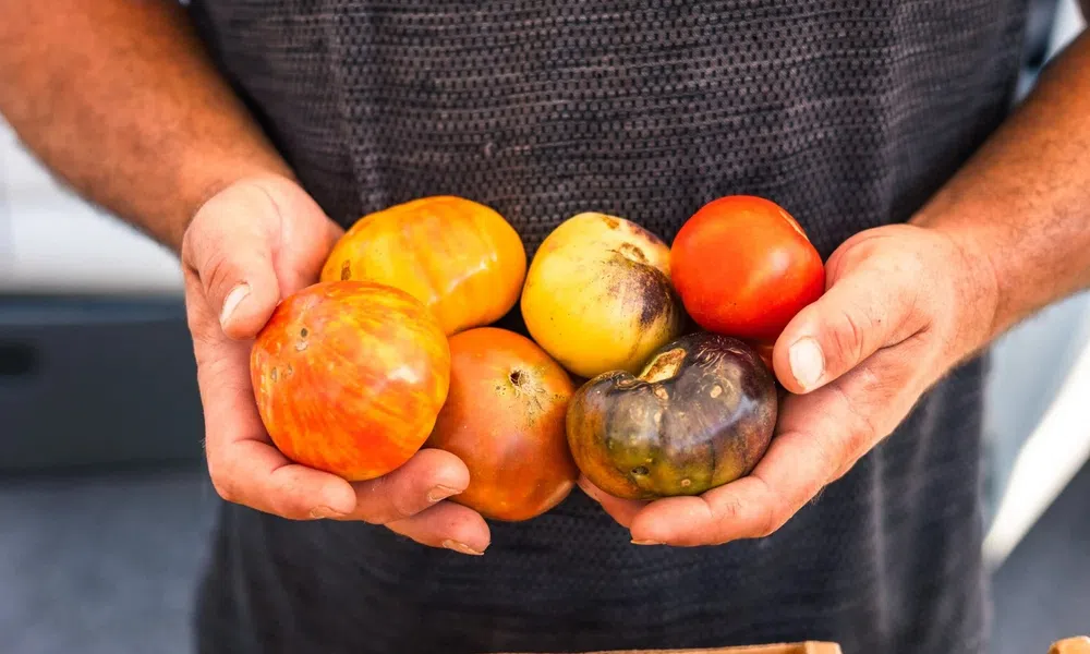 Person holding a variety of colorful heirloom tomatoes in both hands over a cardboard box.