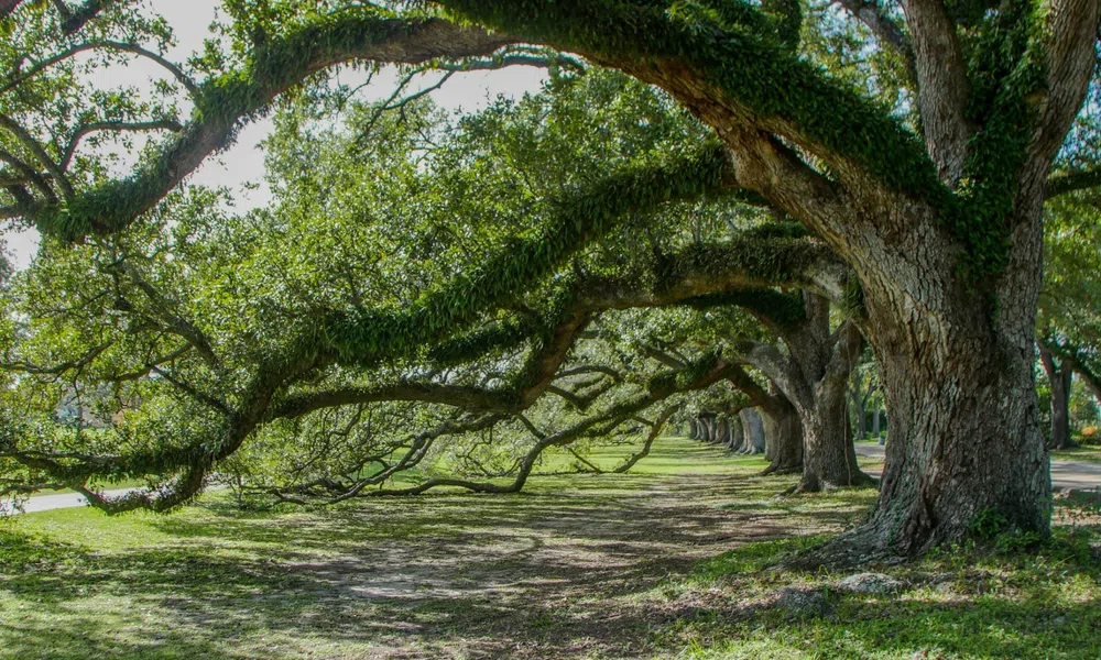 Large oak trees with sprawling branches covered in moss creating shaded pathway in a park.