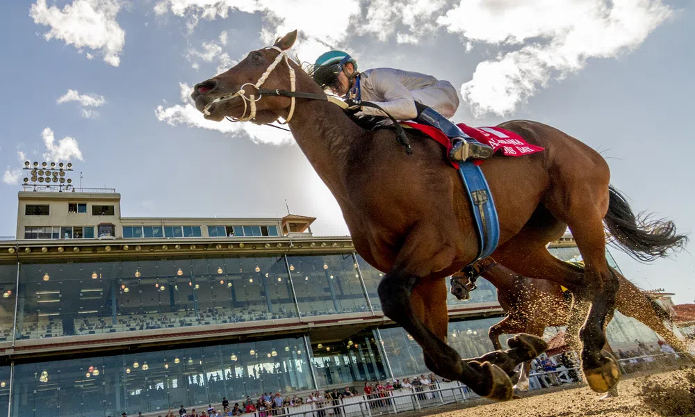 Jockey riding a brown horse in a horse race with grandstand and crowd in the background on a sunny day