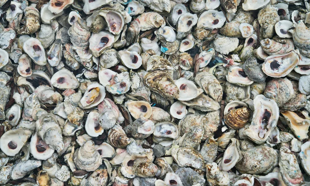 Close-up of a large pile of oyster shells with various shades and textures densely packed together.