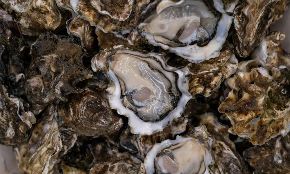 Close-up of fresh oysters with open shells showing the soft inner flesh and rough textured outer shells.