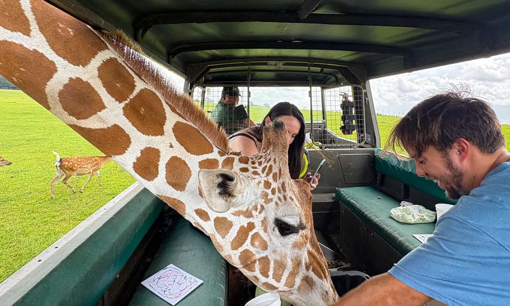 Giraffe pokes head into safari vehicle as visitors feed and interact during open grassland tour.