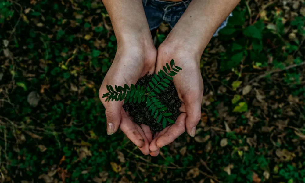 Hands holding soil with a small green plant sprouting, symbolizing growth and environmental care.