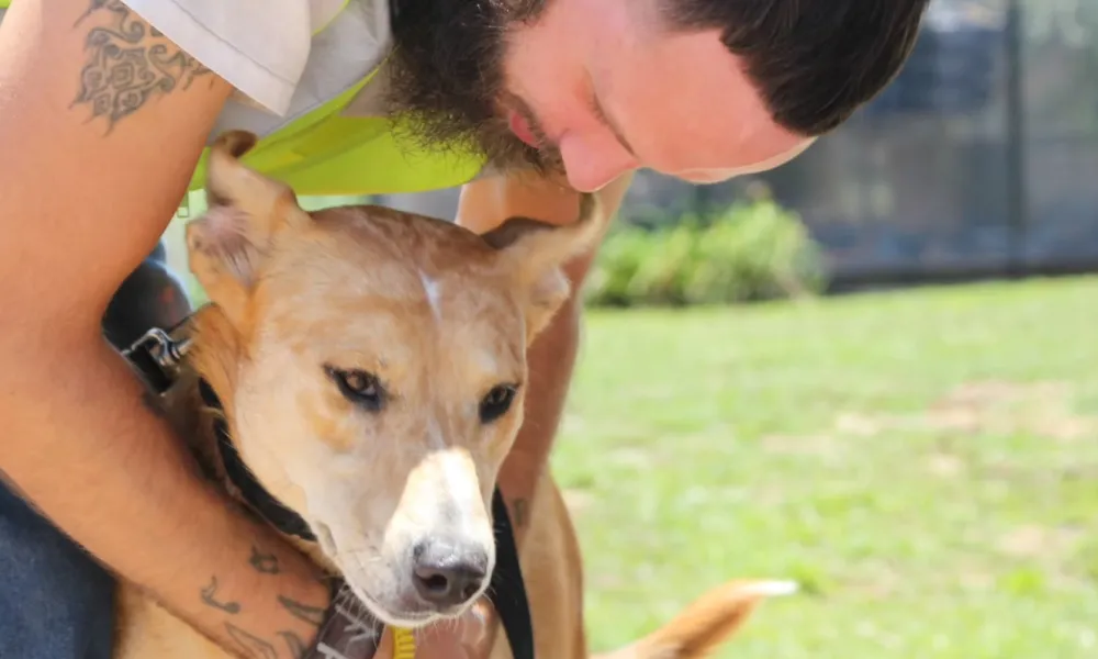 Man in yellow vest hugging a brown dog outdoors on a sunny day in a grassy area.