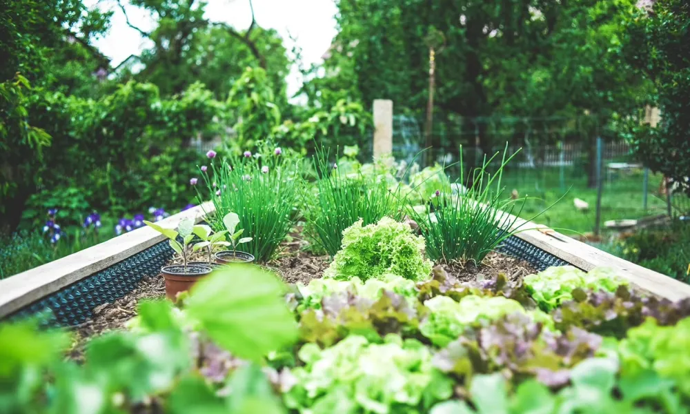 Raised garden bed with growing lettuce and green onions in a vibrant outdoor backyard garden.