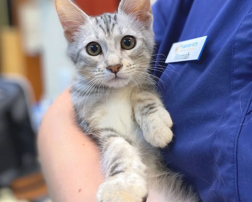 Baymeadows Veterinarian Jacksonville FL Forever Vets