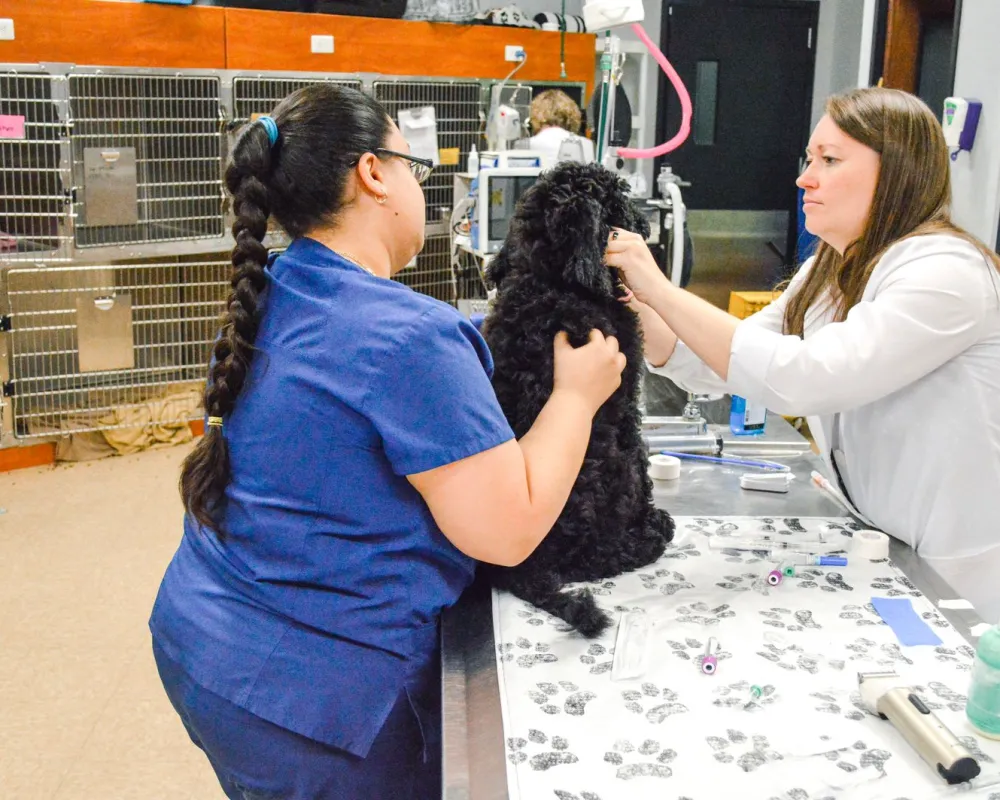 Baymeadows Emergency Vet Jacksonville FL Forever Vets