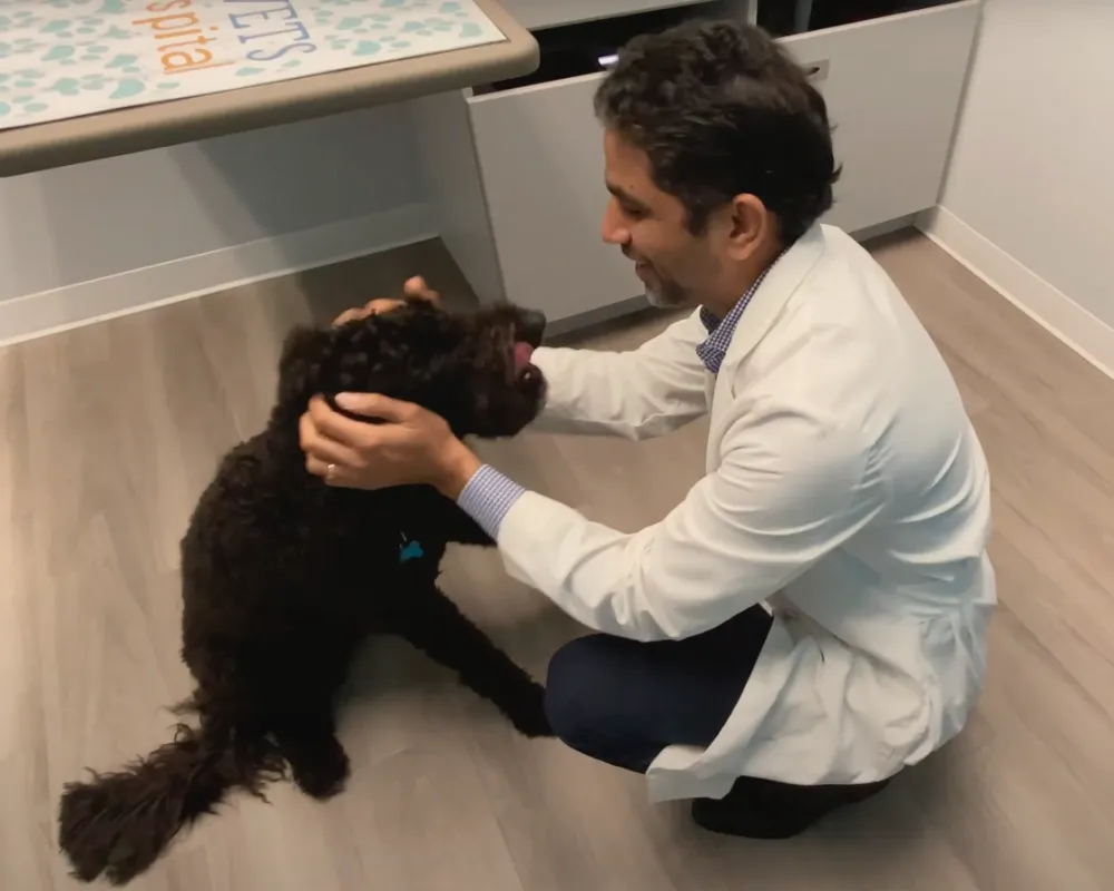 Tinseltown Emergency Vet Jacksonville FL Forever Vets