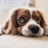 Indoor Air Quality in Atlanta, GA
