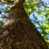 Close-up view of rough tree bark with blurred green leaves and blue sky in background.