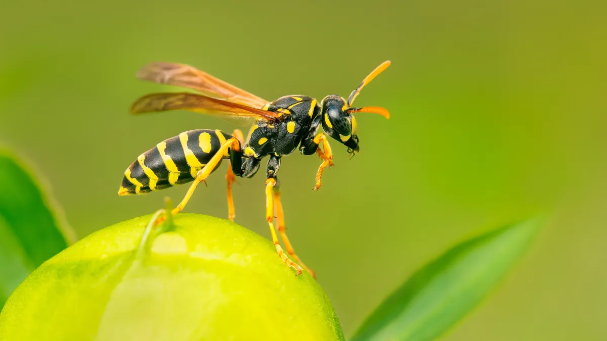 Close-up of a wasp on a green fruit, showcasing its distinct black and yellow stripes and detailed wings.