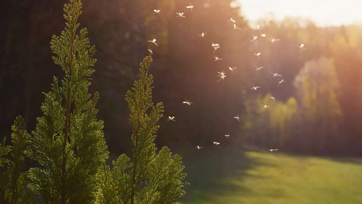 Green pine branches with sunlight and a swarm of small flying insects in a sunlit forest clearing.