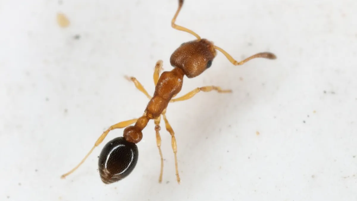Close-up of a small brown ant showcasing its body and legs on a white surface.