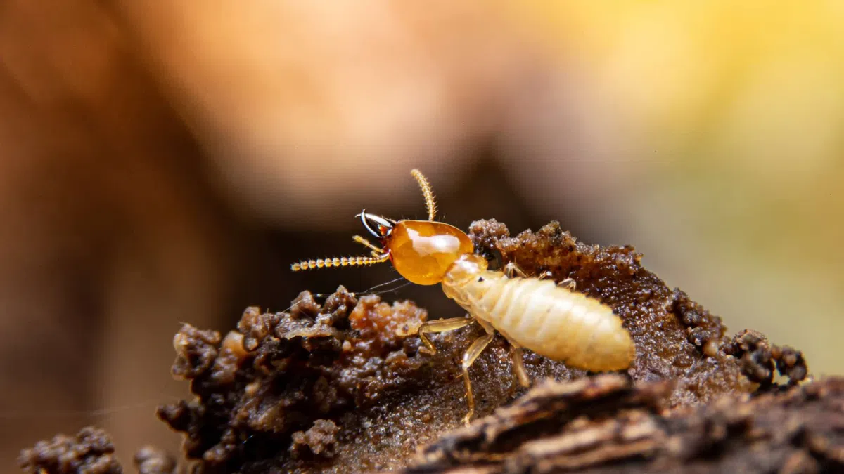 Close-up of a termite on decayed wood with a blurred natural background in warm tones.