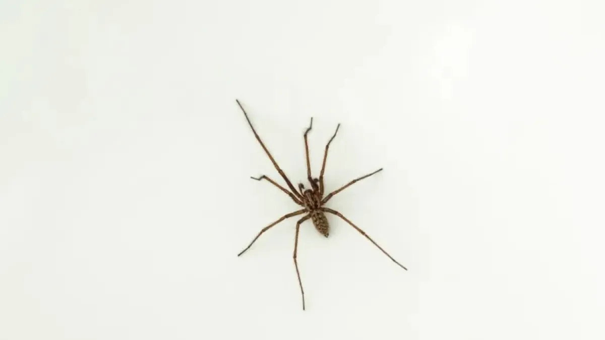 A brown spider with long legs on a white surface, highlighting its delicate features.