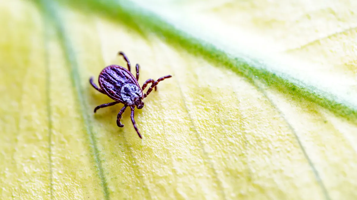 Close-up of a tick crawling on a green leaf, showcasing its detailed body and legs.