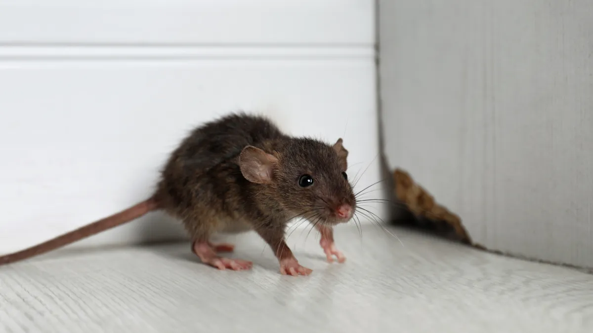A small brown mouse exploring a corner near a white wall.