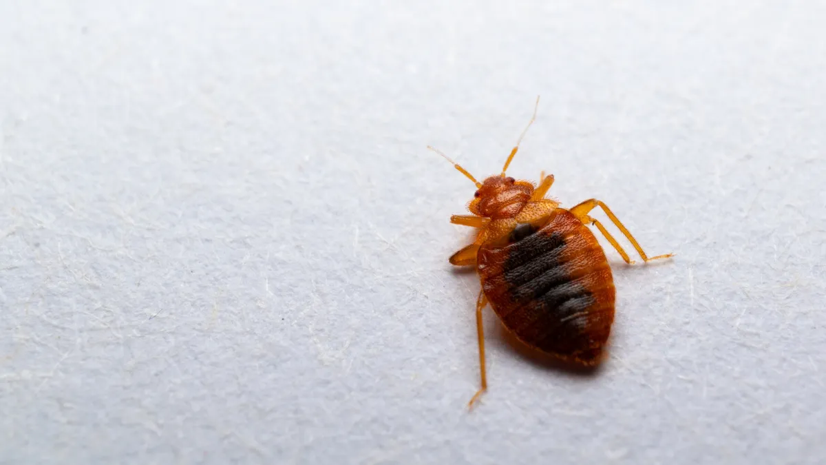 Close-up of a brown bed bug on a white surface, showcasing its distinctive shape and coloration.