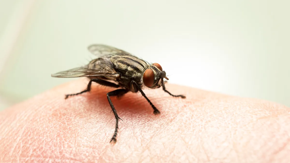 Close-up of a common fly resting on a human finger, showcasing detailed features and textures.