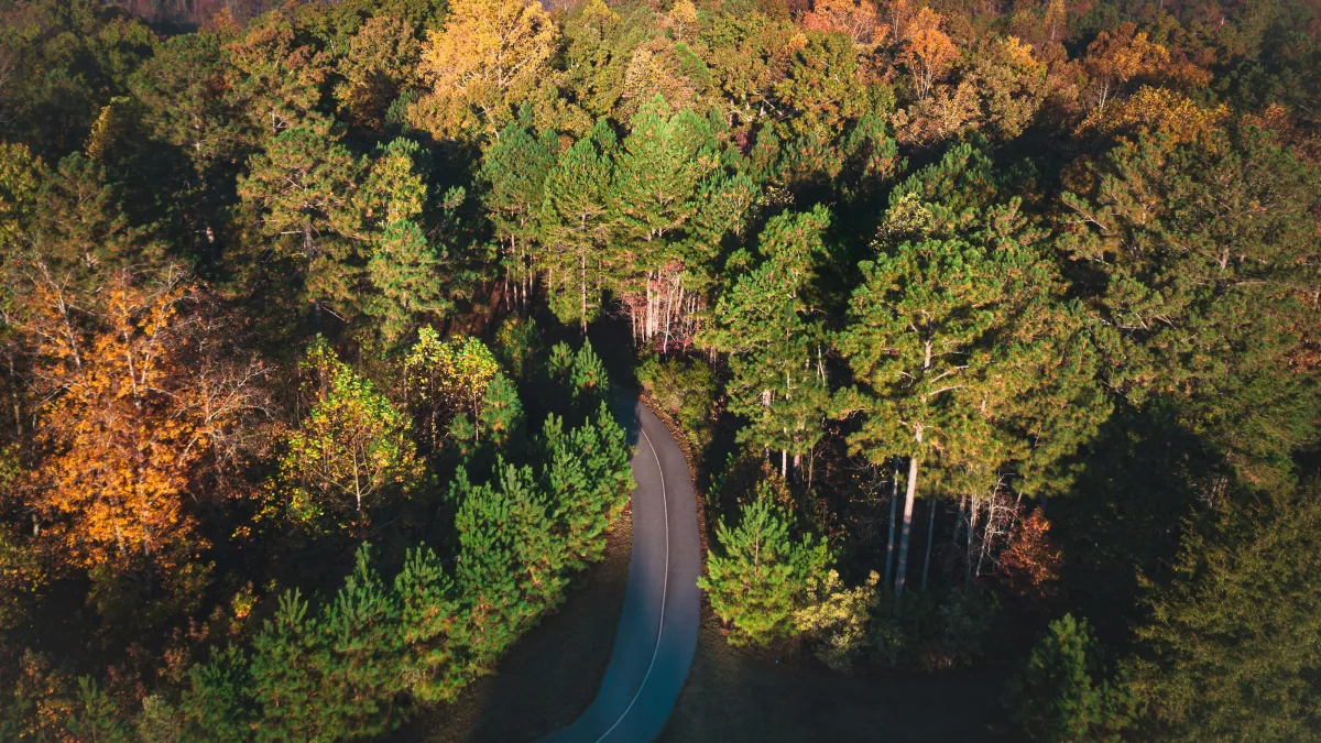 a forest in Dawsonville, GA