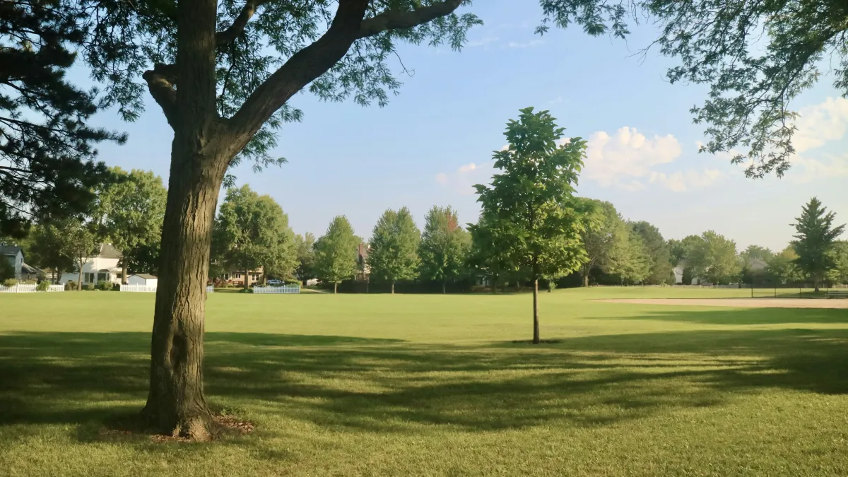 Green park with large trees casting shadows over an open grassy field under a clear blue sky.