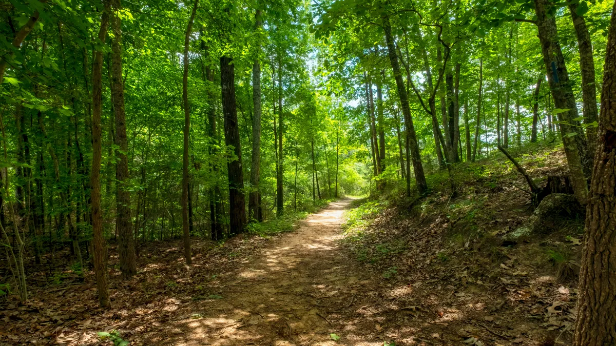 a forest in Buford, GA