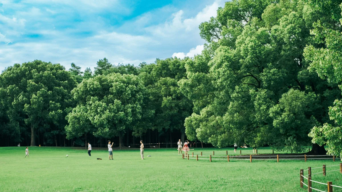 People enjoying a sunny day in a green park with large trees and a clear blue sky.