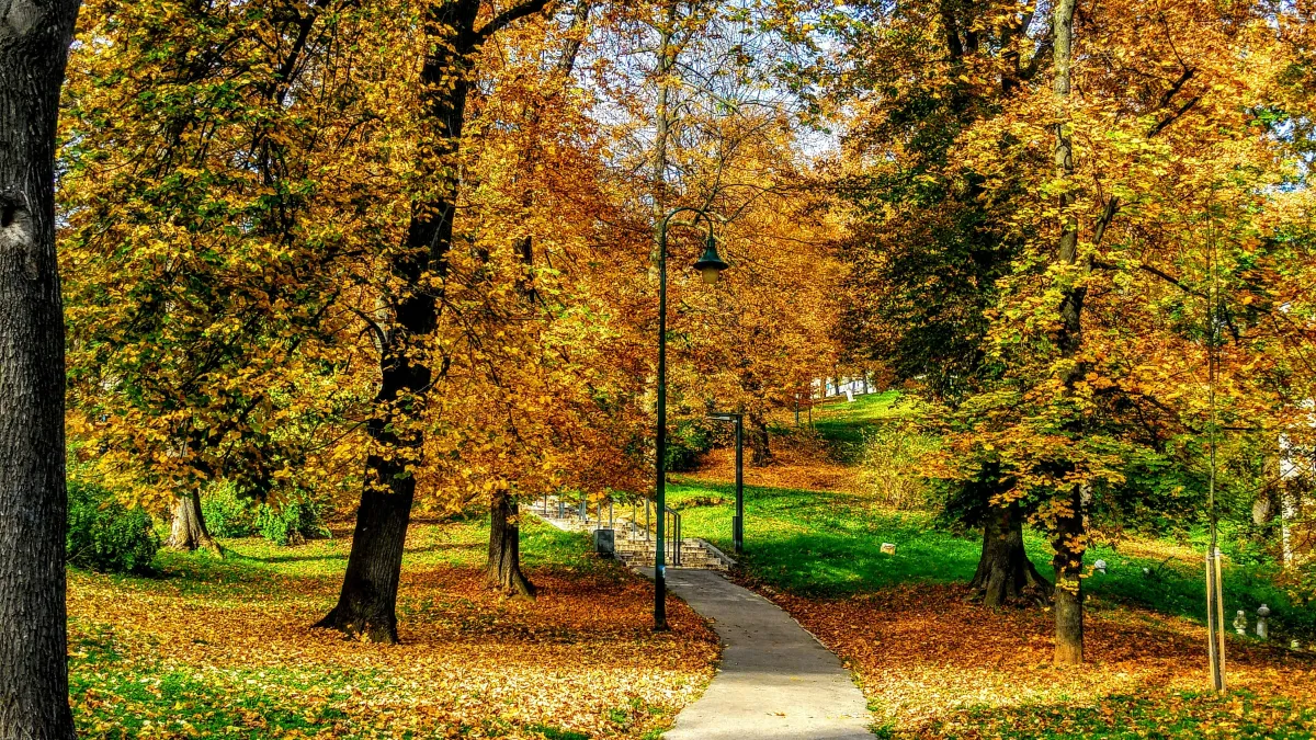 Winding path through a park with autumn trees and fallen leaves under a clear blue sky.