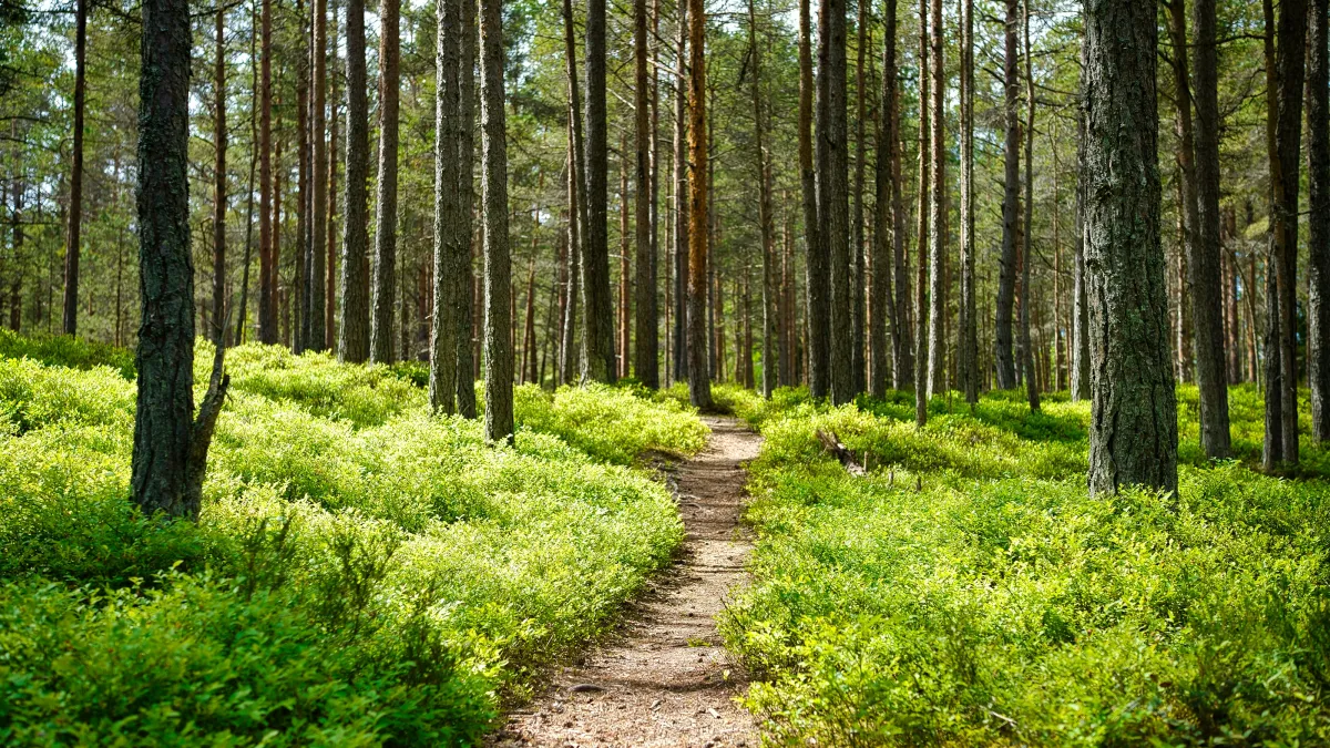 Sunlit forest trail winding through tall pine trees and vibrant green underbrush on a clear day