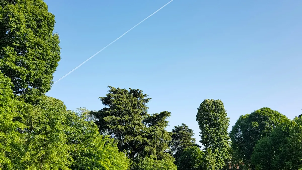 Sunny park with green trees, people walking dogs, and a clear blue sky with an airplane contrail.