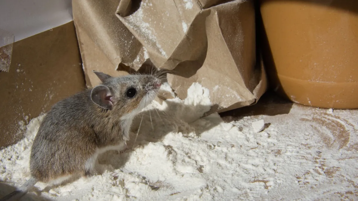 Small gray mouse near torn brown paper bag spilling white flour on kitchen floor in soft light