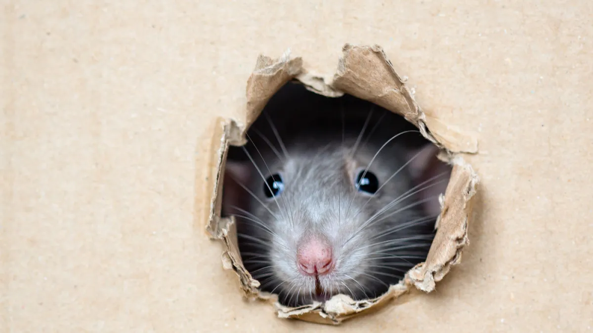 Close-up of a gray rat peeking through a torn hole in a cardboard box with visible whiskers and nose