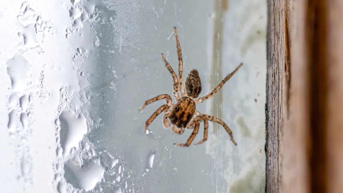 Close-up of a small brown spider on a wet windowpane next to a wooden frame with water droplets.