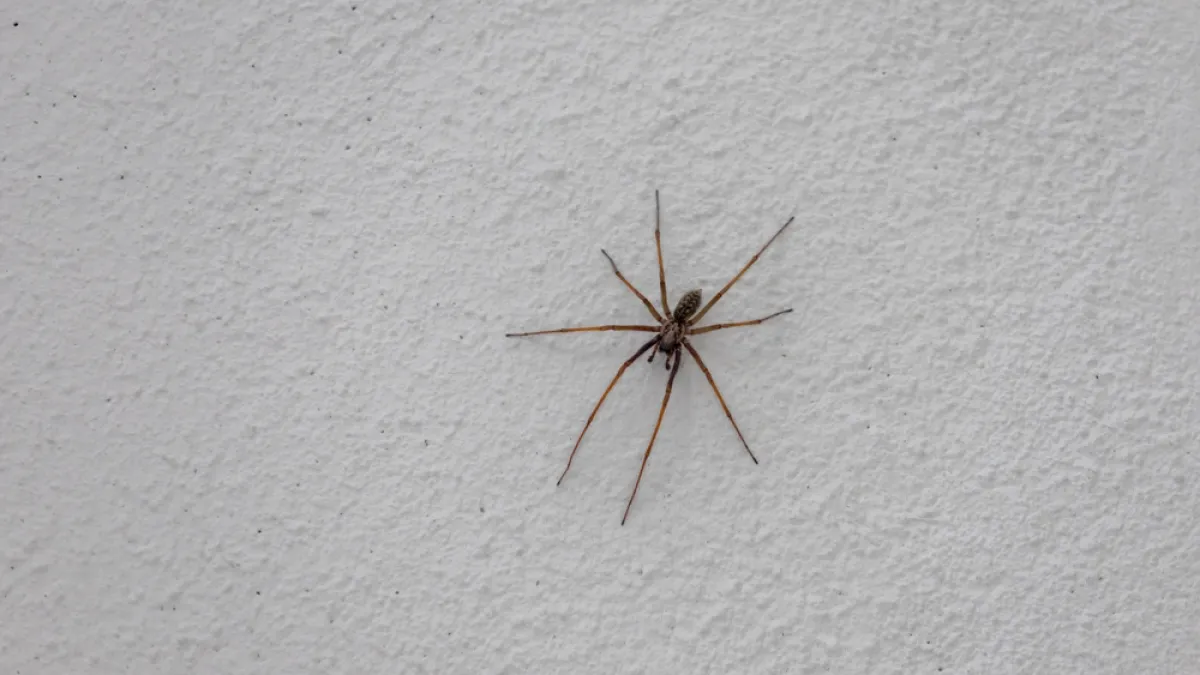 Close-up of a brown spider with long legs on a textured white wall surface.