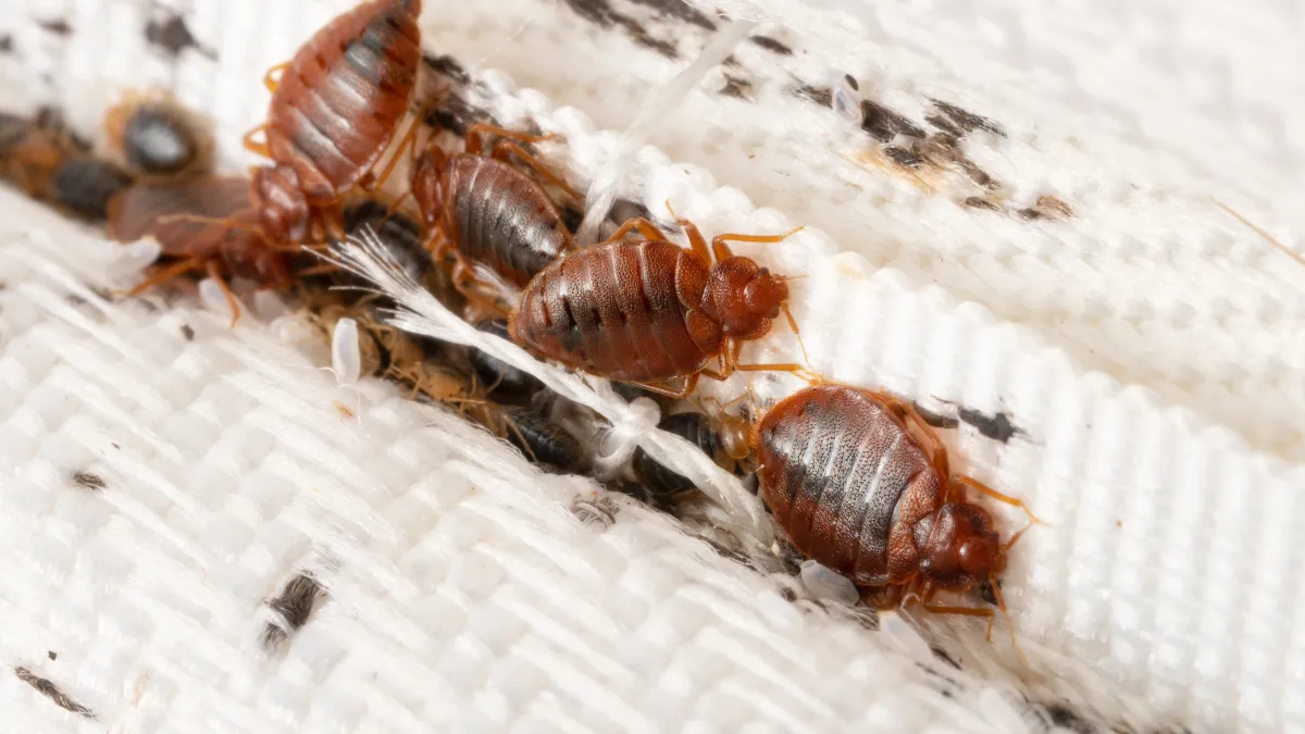 Close-up of several bed bugs on a white woven fabric surface showing distinct body segments and legs.