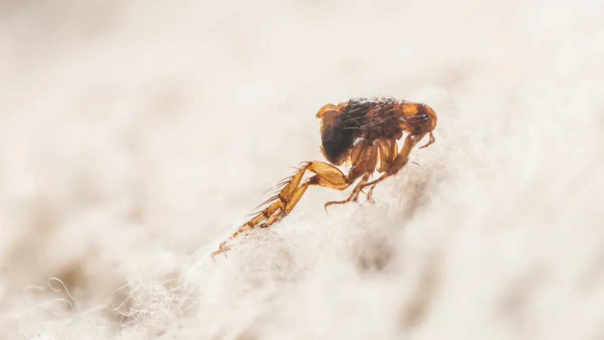 Close-up macro of a brown flea on a light textured surface, highlighting its legs and body details.
