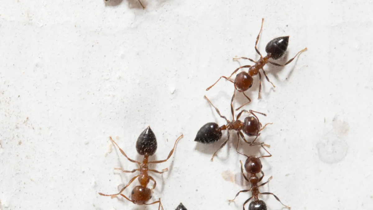 Close-up of several black and brown ants crawling on a white rough surface, showing detailed body segments.