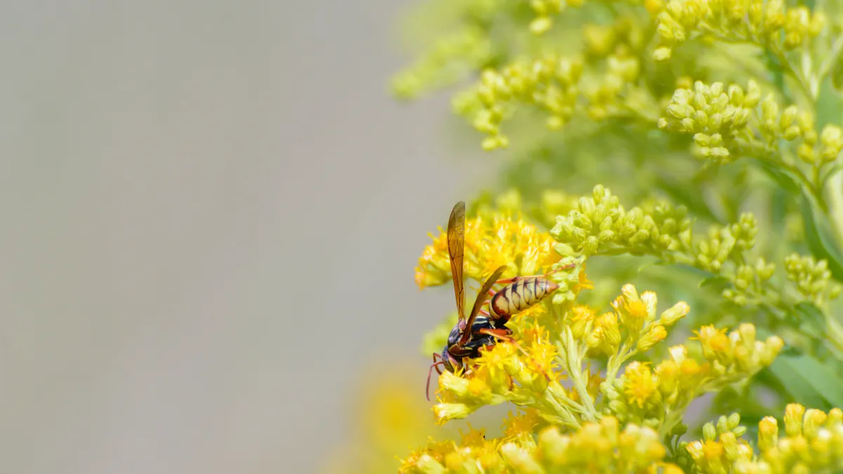 Close-up of a wasp collecting nectar on bright yellow flowers with green foliage in soft focus background.