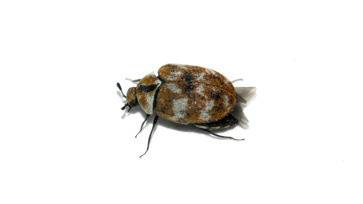 Close-up of a brown and white patterned beetle against a white background with wings partially visible.